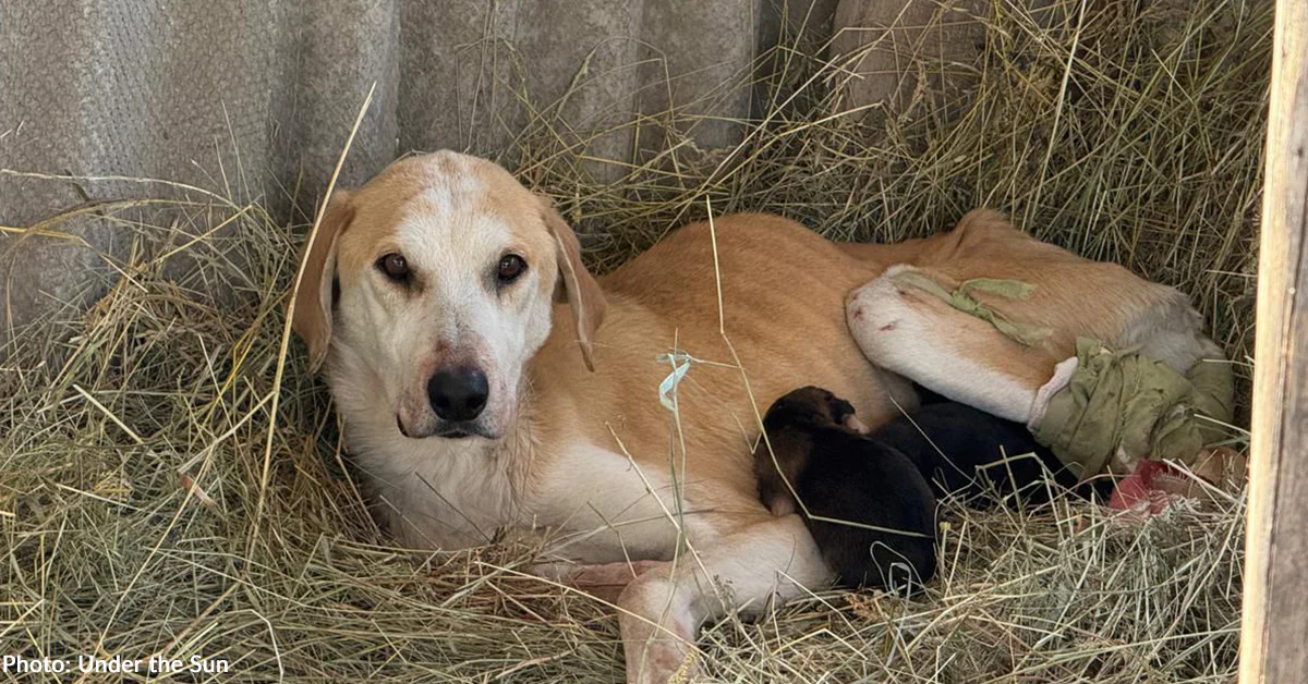 Shop Fashion, Feed Shelter Pets